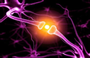 Neurale en synaptische snoeien