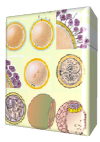 Ovum, oocyte 1 en 2, morula, blastocyst